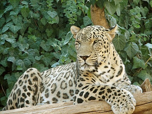 Panthera pardus saxicolor